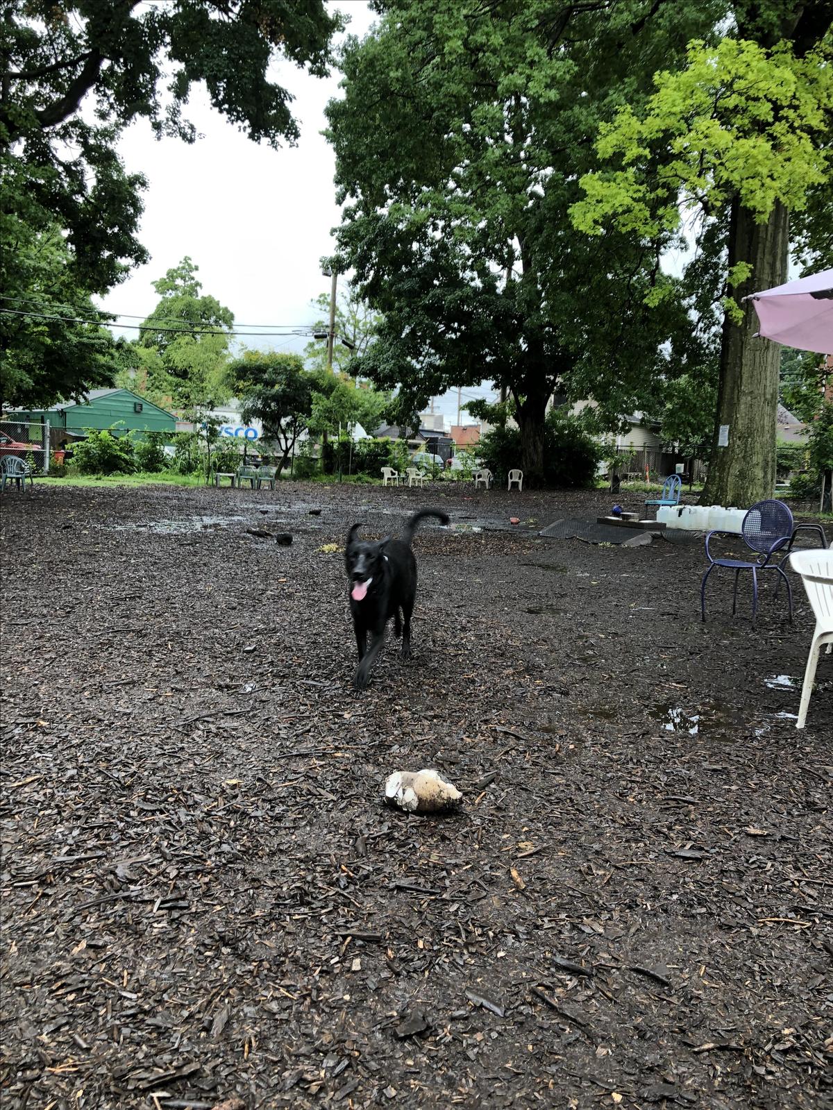 Boomer Playing In Muddy Park
