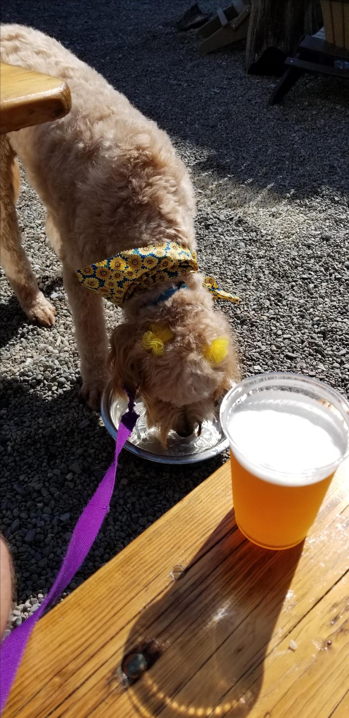 42 North Brewing Company restaurant view 1