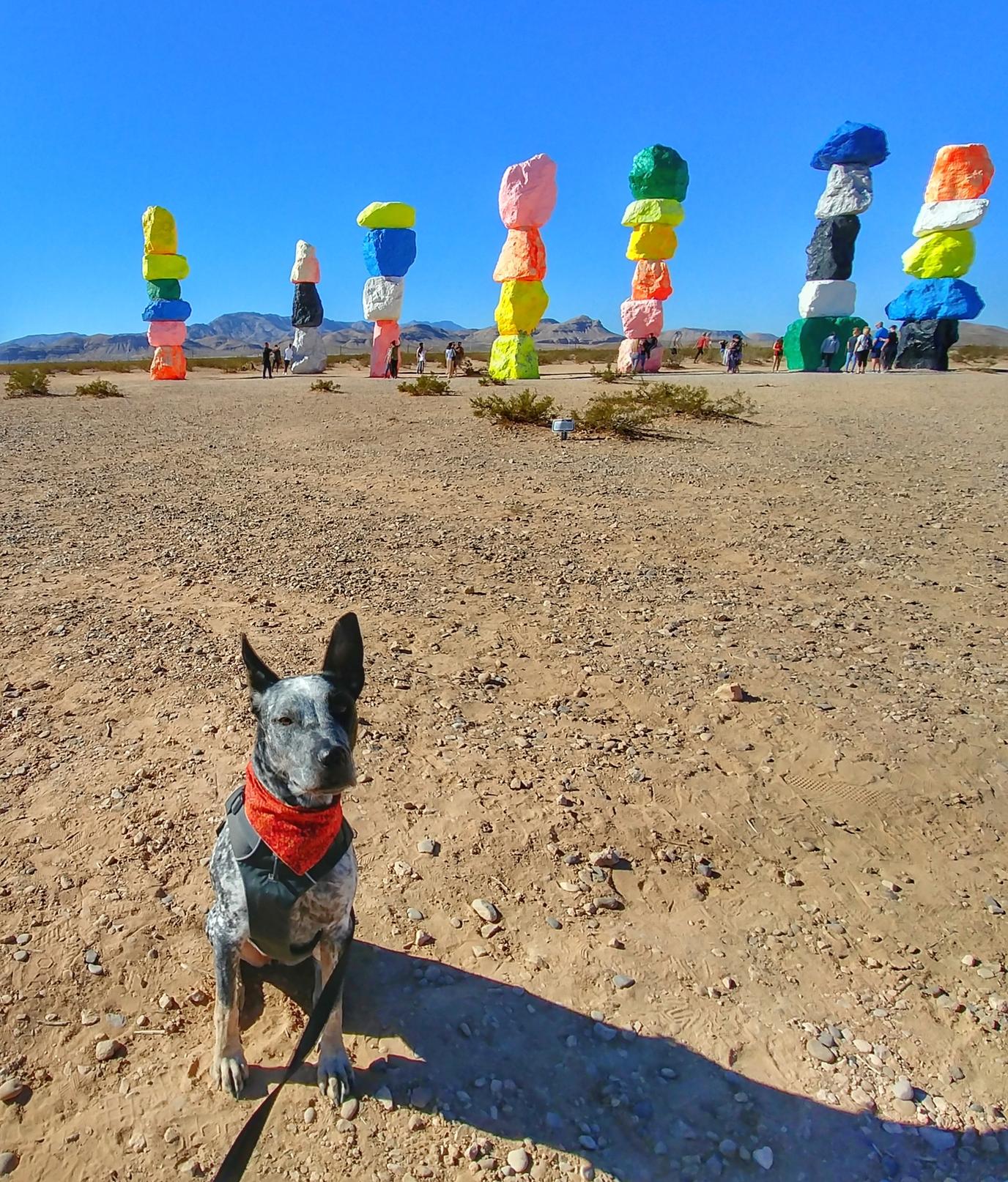 Take a road trip break with your dog at Seven Magic Mountains Road trip to Seven Magic Mountains