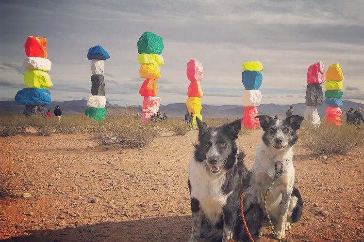 Instagram-worthy roadside attractions to visit with your dog