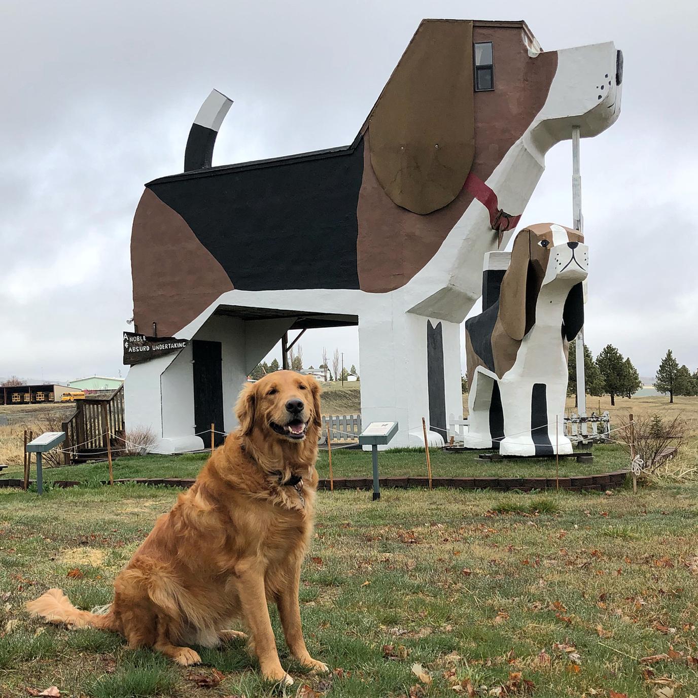 Take a photo at the World's Largest Beagle Dog Bark Park Inn B&B roadside attraction