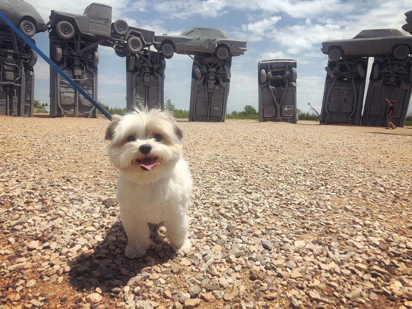 Carhenge in Northwest Nebraska is dog friendly Carhenge, an Instagram worthy roadside attraction