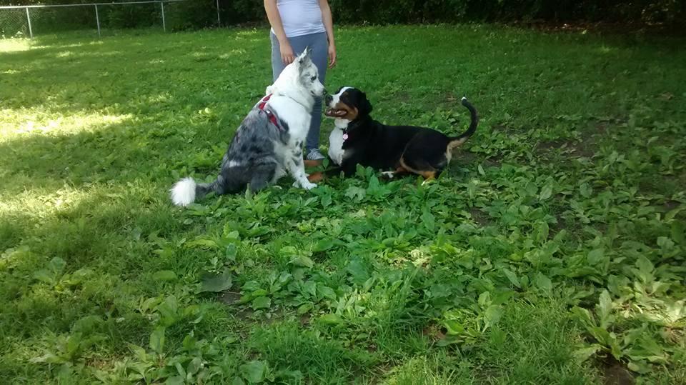 Parc a Chien PointeauxTrembles