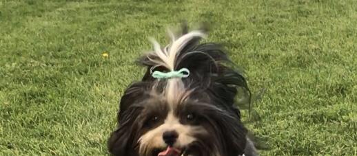 Dog Friendly Canton, MI