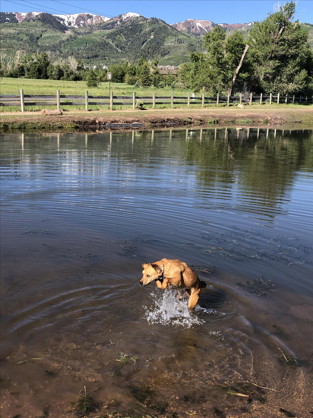 Willow creek online dog park