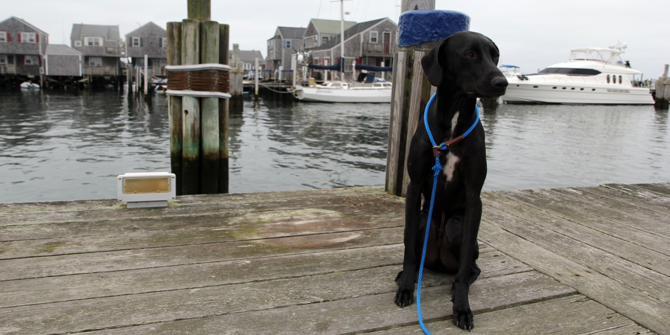 A Weekend in Dog-Friendly Nantucket