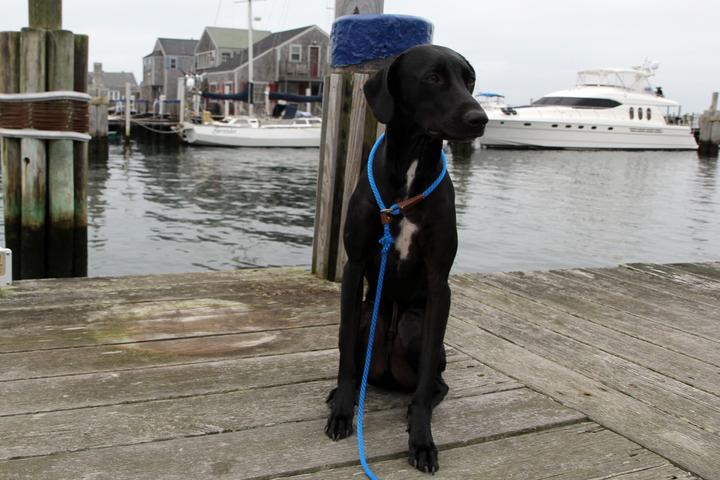A weekend in Dog-friendly Nantucket
