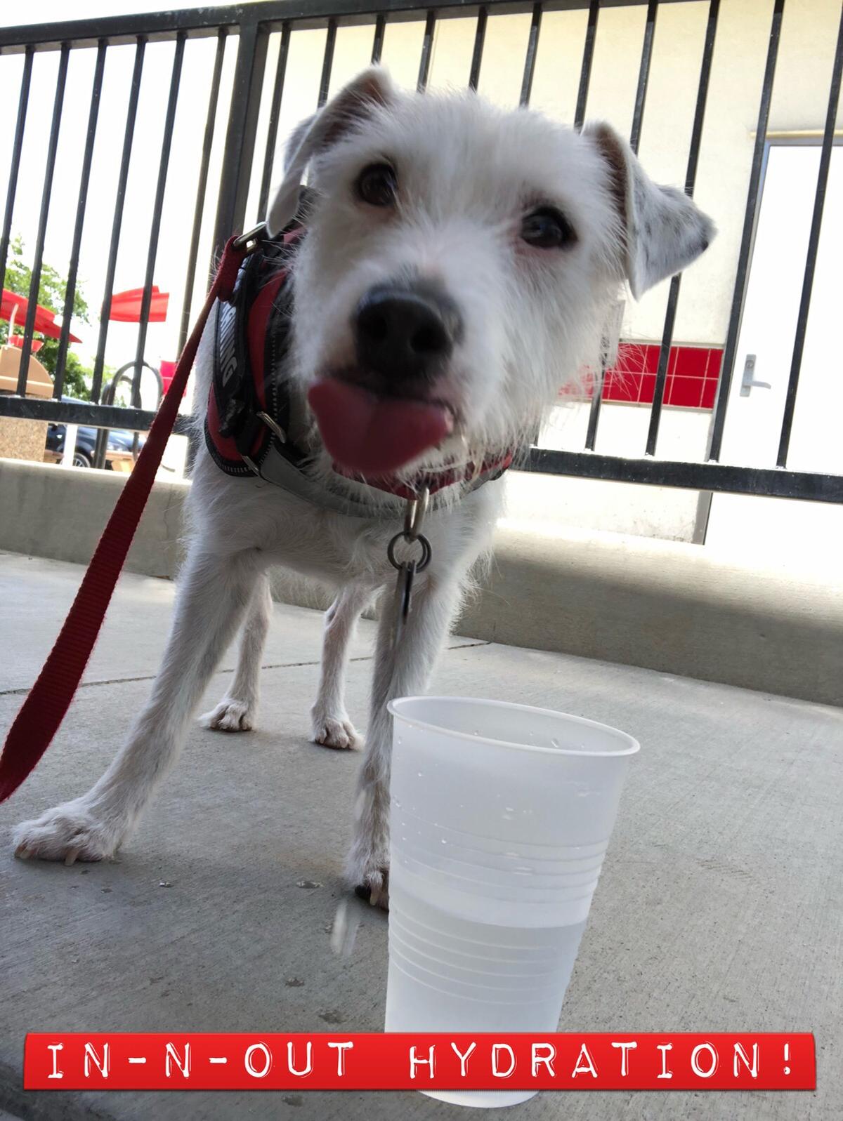In-N-Out Burger restaurant view 1