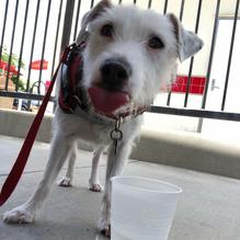 In-N-Out Burger restaurant view 1