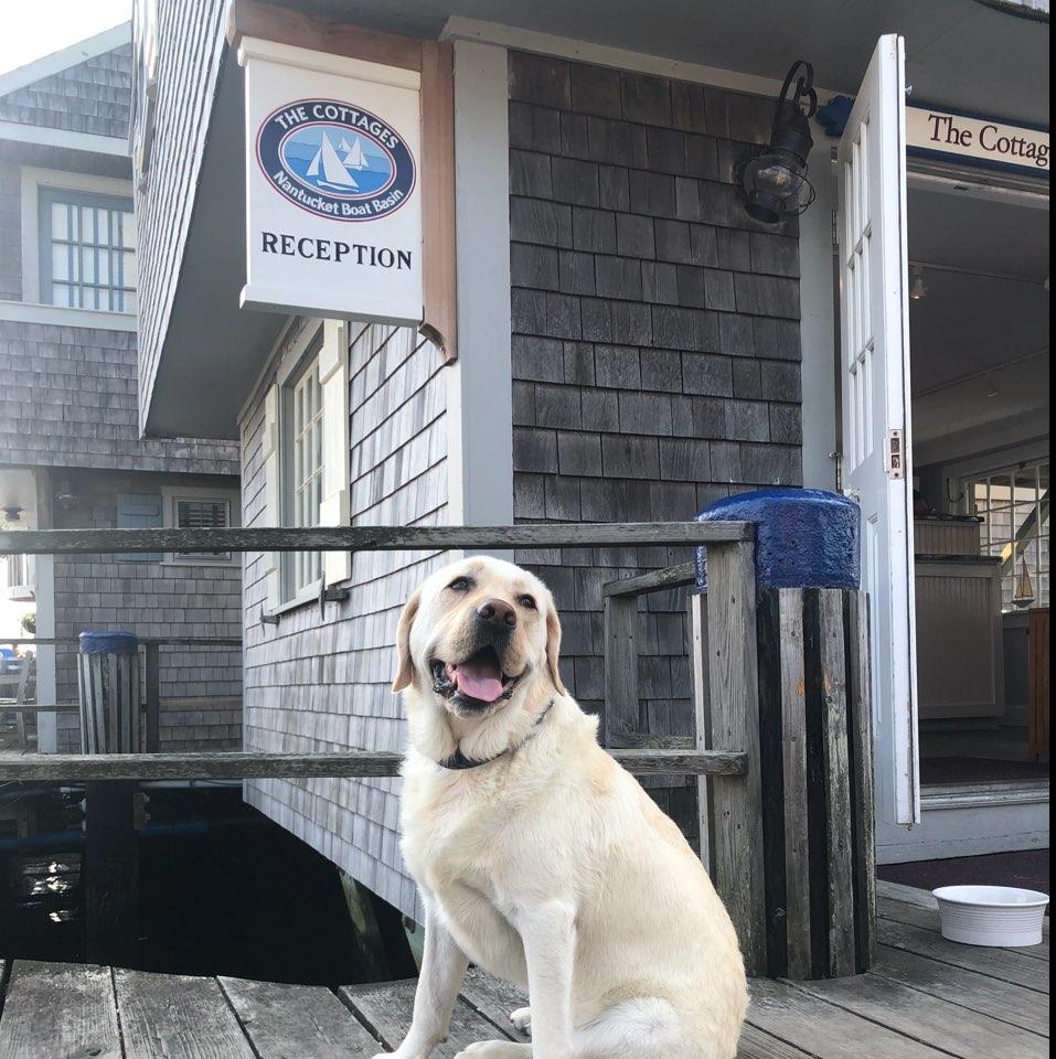 A Weekend in DogFriendly Nantucket Bring Fido