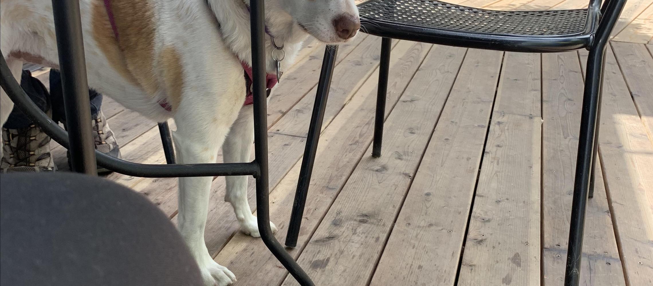 Dog Friendly Garden City, ID