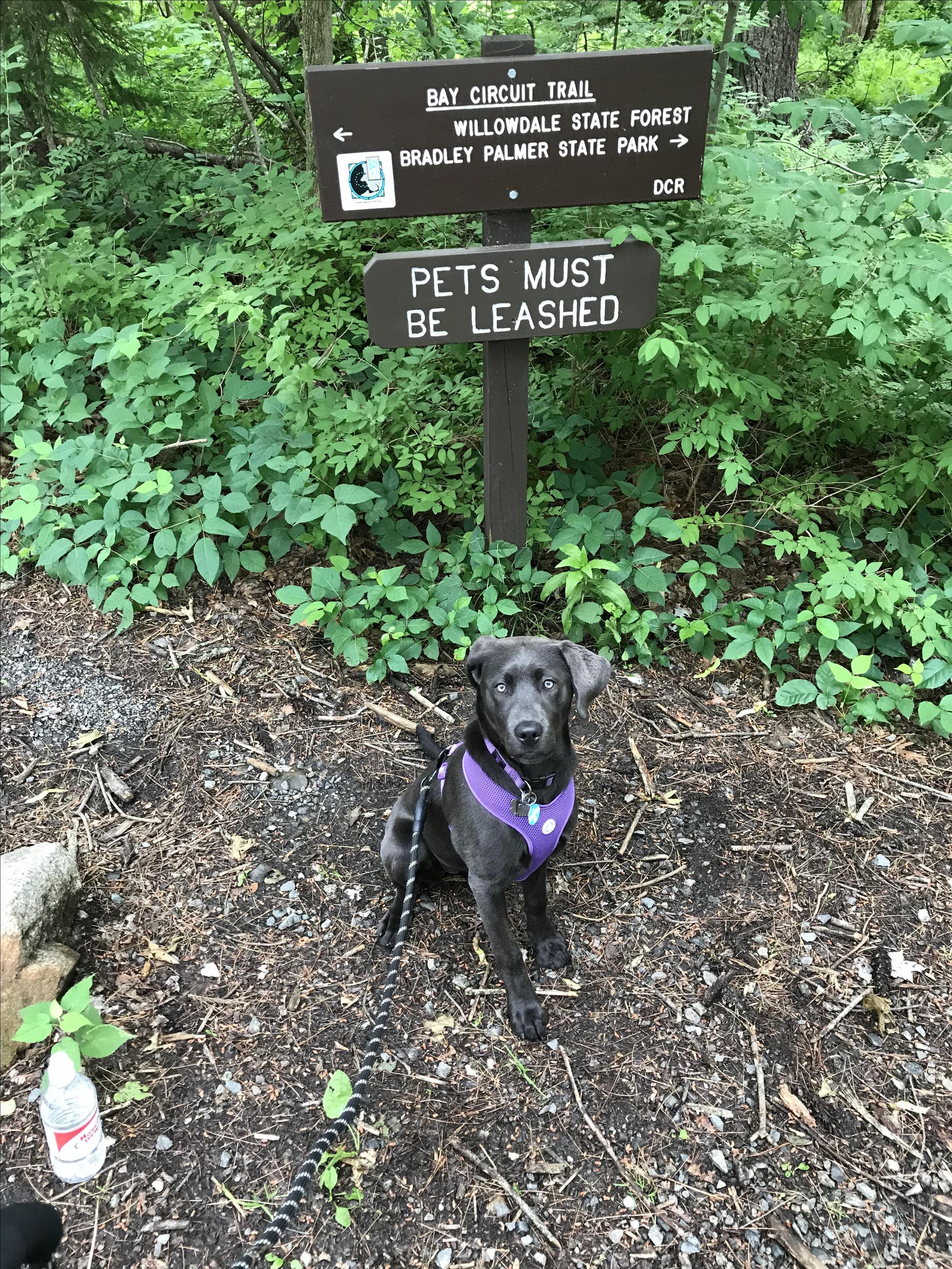 Pet Friendly Willowdale State Forest