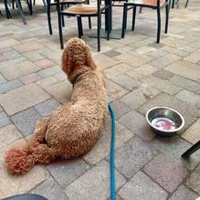 Back Bay BBQ restaurant view 2