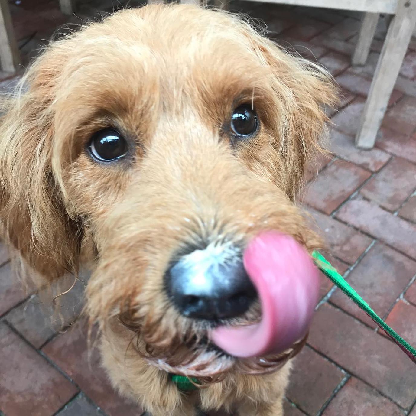 Island Kitchen serves dog ice cream pet-friendly Nantucket restaurant