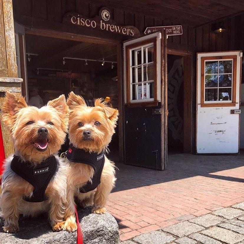 A Weekend in DogFriendly Nantucket Bring Fido