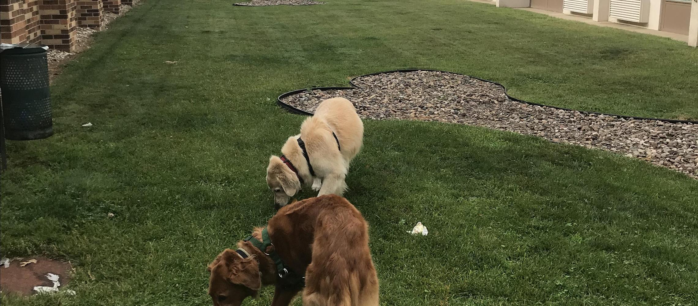 Dog Friendly Tomah, WI