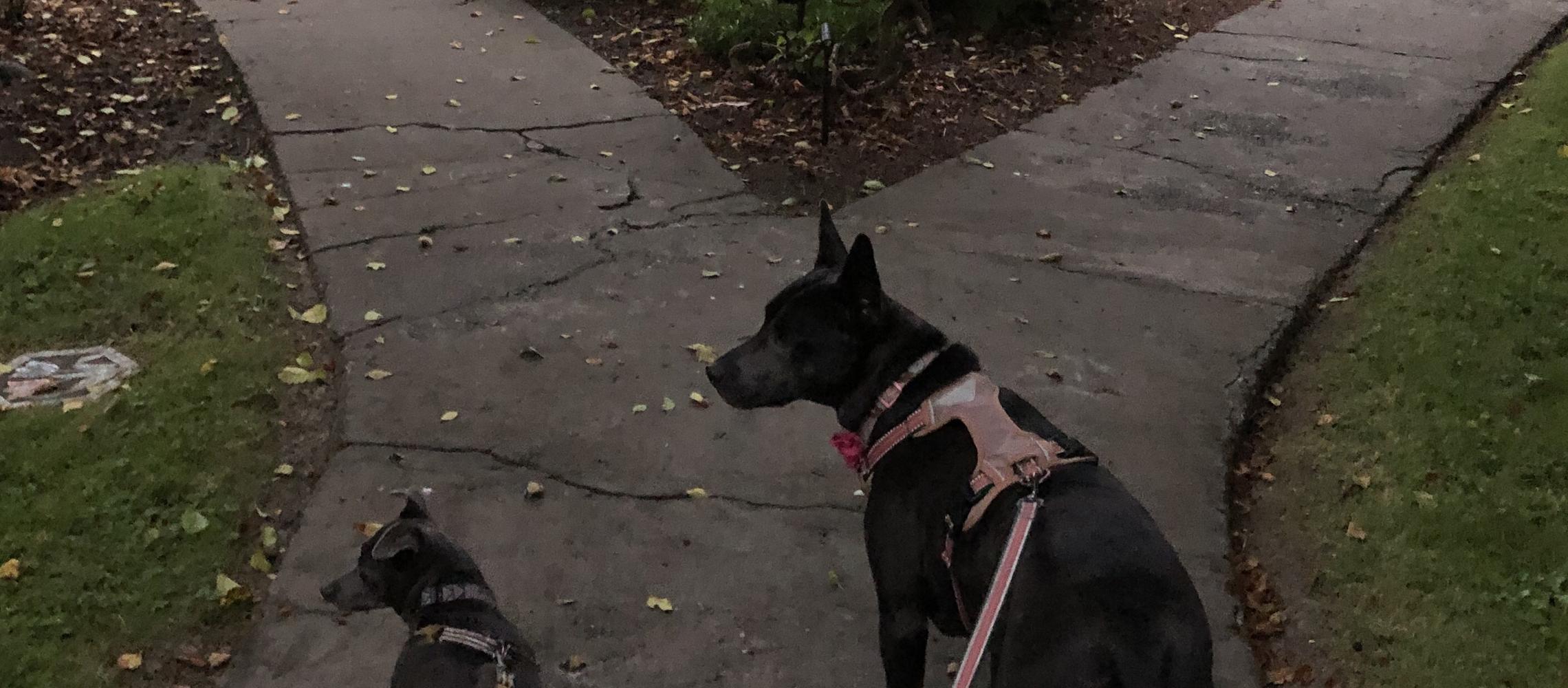 Dog Friendly Ferndale, CA