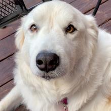 Tavern at Towne Lake restaurant view 9