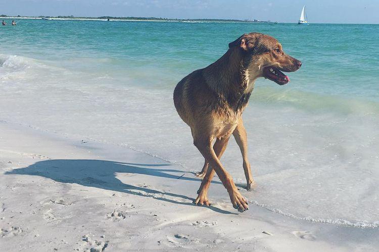 The 10 Best Dog Beaches on the Gulf Coast