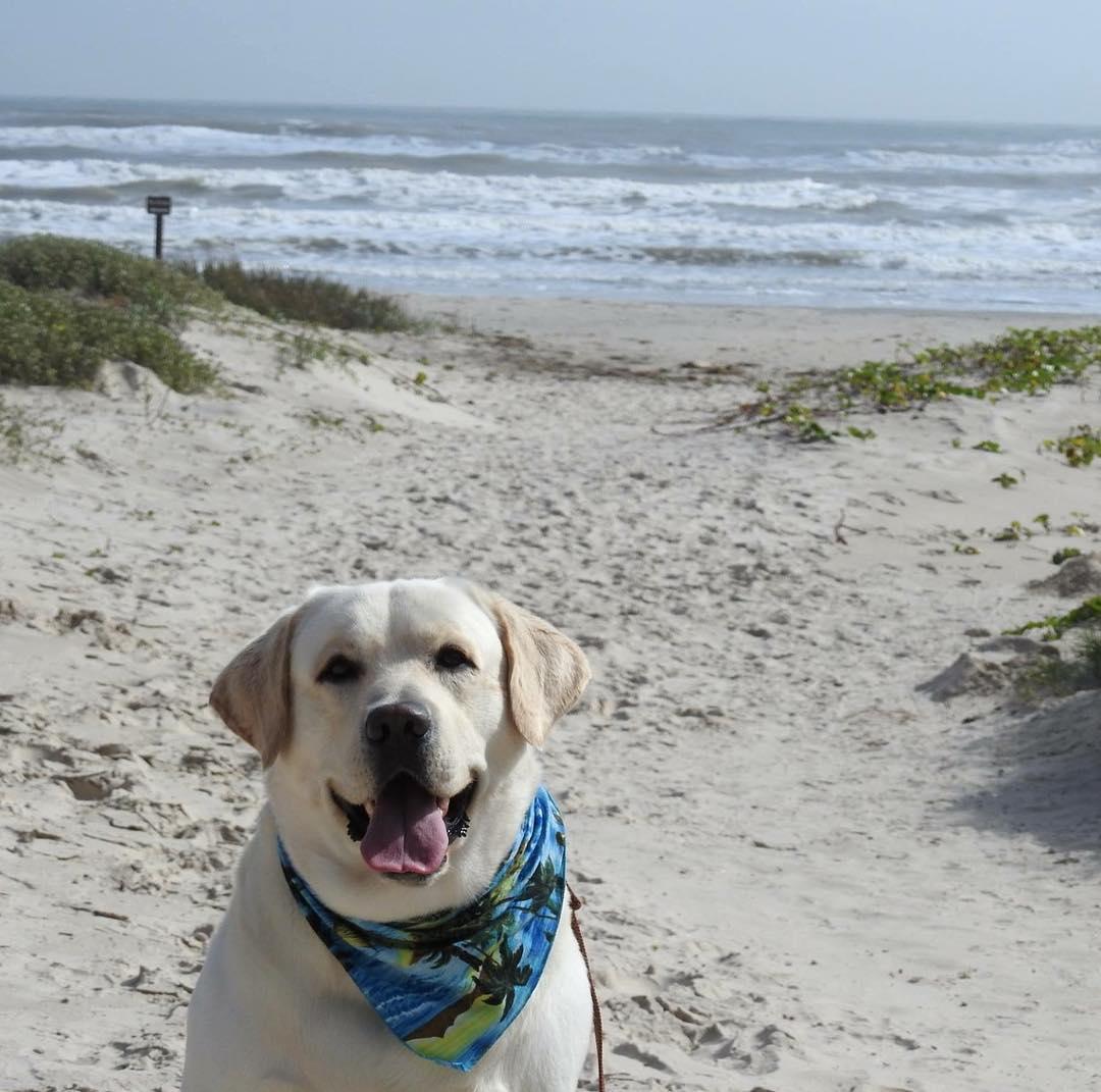 The 10 Best Dog Beaches on the Gulf Coast - Bring Fido