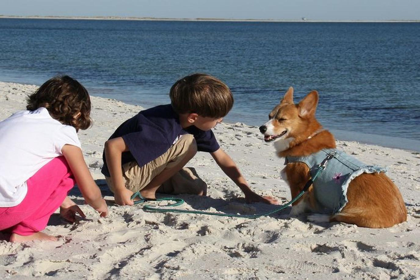 Dogs welcome on Dauphin Island Beach Dauphin Island Beach on Gulf Coast allows dogs