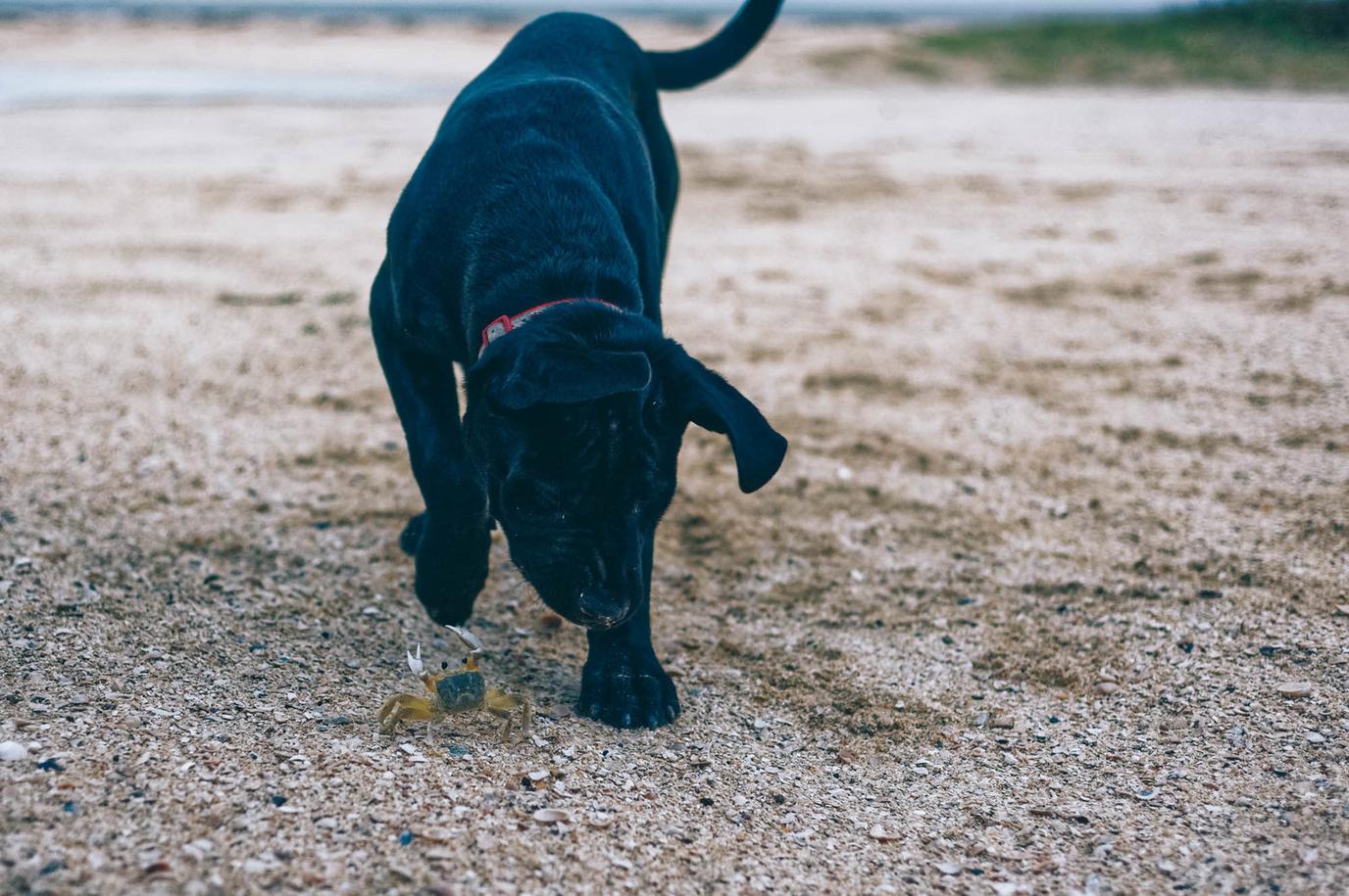 Rutherford Beach on the Gulf is dog friendly Rutherford Beach dog friendly beach camping on Gulf Coast