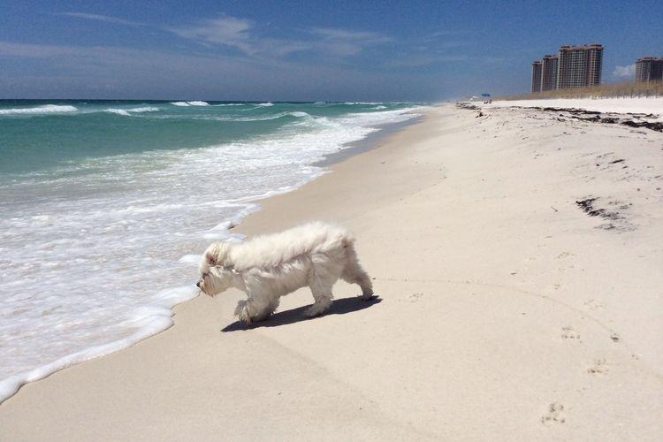 Dog Friendly Gulf Coast Beaches: Your Ultimate Guide