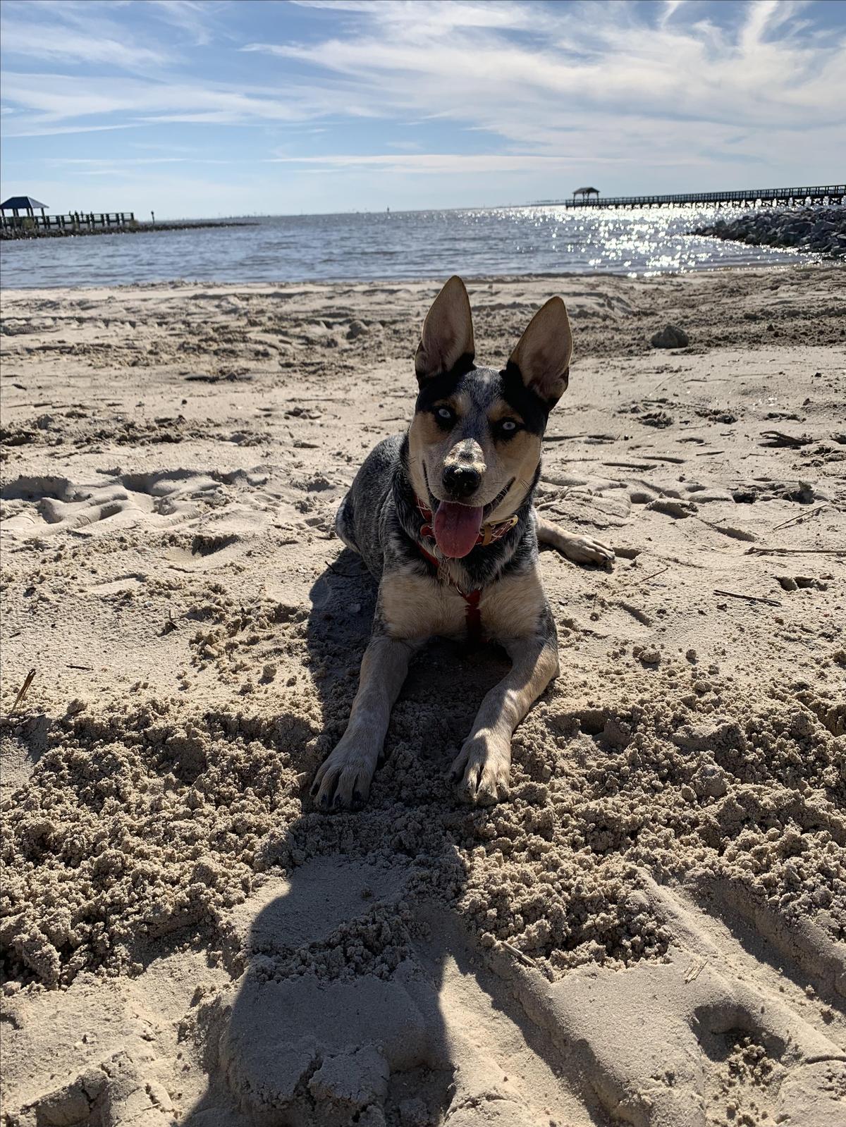 Dog Friendly Gulf Coast Beaches: Your Ultimate Guide