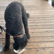 Boathouse at Forest Park restaurant view 5