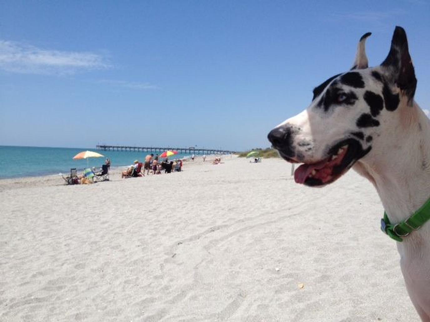 Gulf Coast dog beach Brohard Paw Park Brohard Paw Park dog beach in Florida