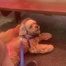 Bearskin Neck Bistro restaurant view 3