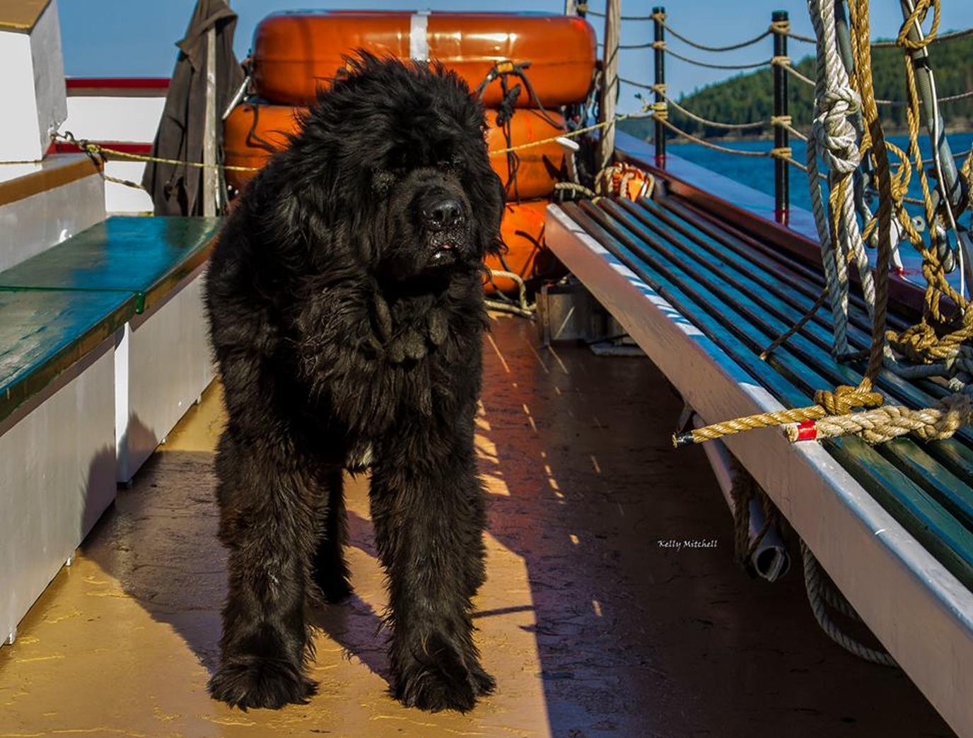 Windjammer Cruise near Acadia National Park Take a pet-friendly cruise near Acadia National Park.