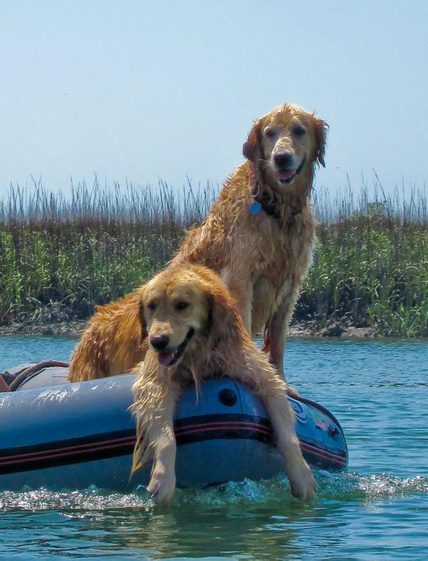 St. Augustine Eco Tours offers dog-friendly sailing trips Dog-friendly sailing in St. Augustine