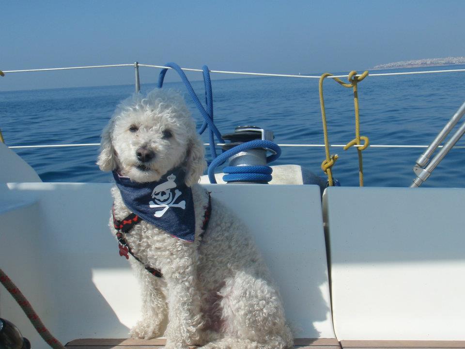 Taking the Dog on a Charter Boat Holiday - Sail Connections