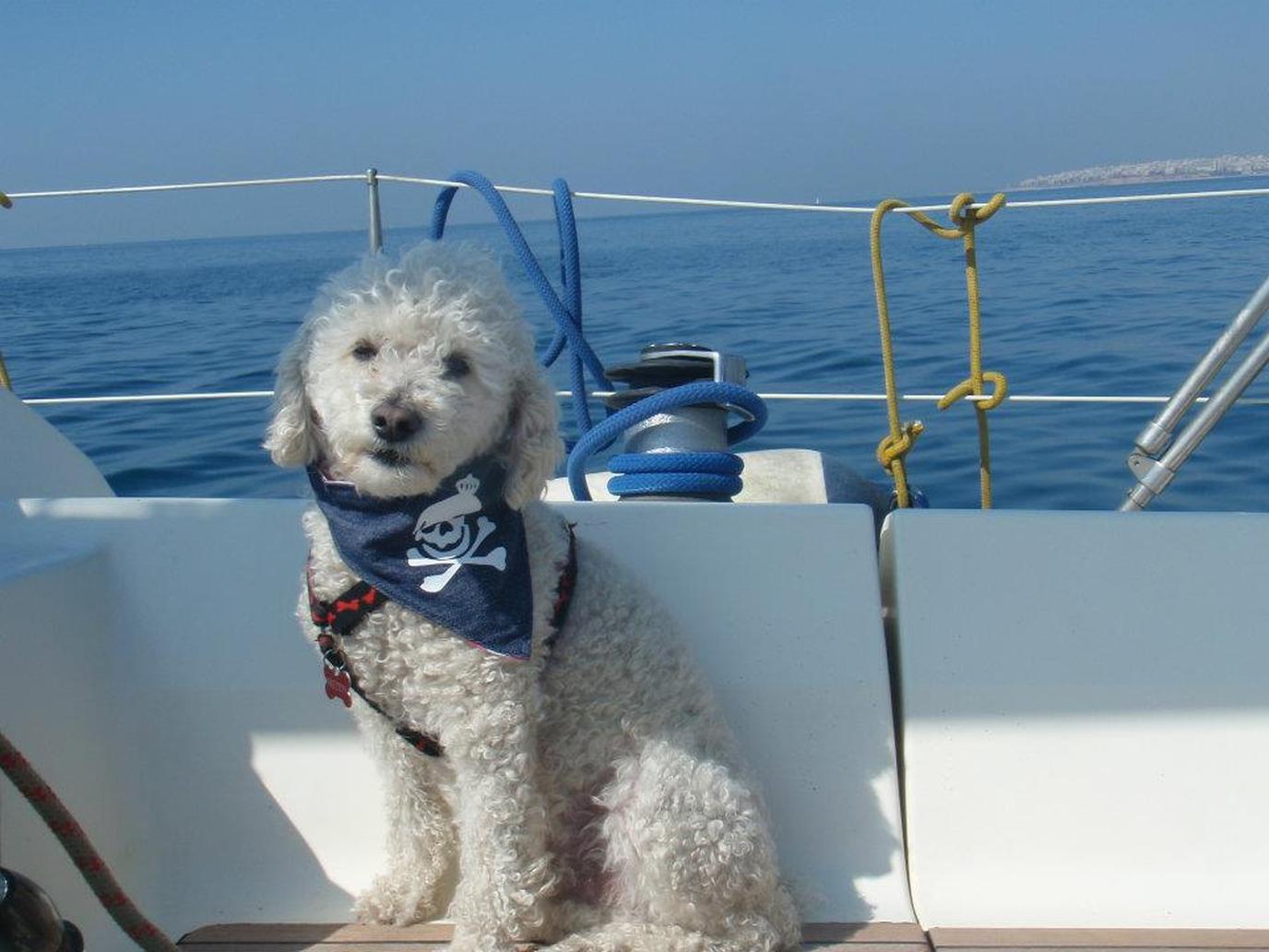 Blue Water Sailing in the Mediterranean Pet-friendly sailing in the Mediterranean Sea
