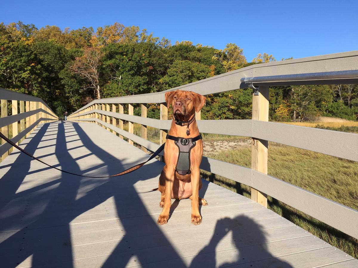 Dog Friendly Hiking Trails in Fairfield CT BringFido