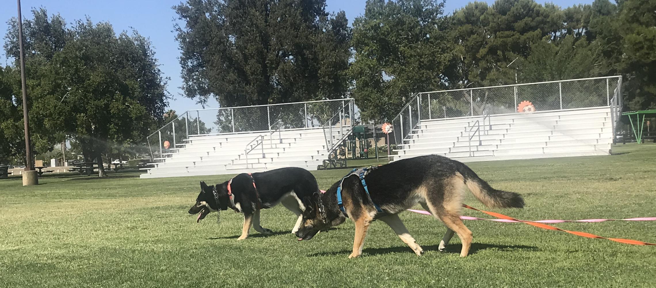 Dog Friendly Lost Hills, CA