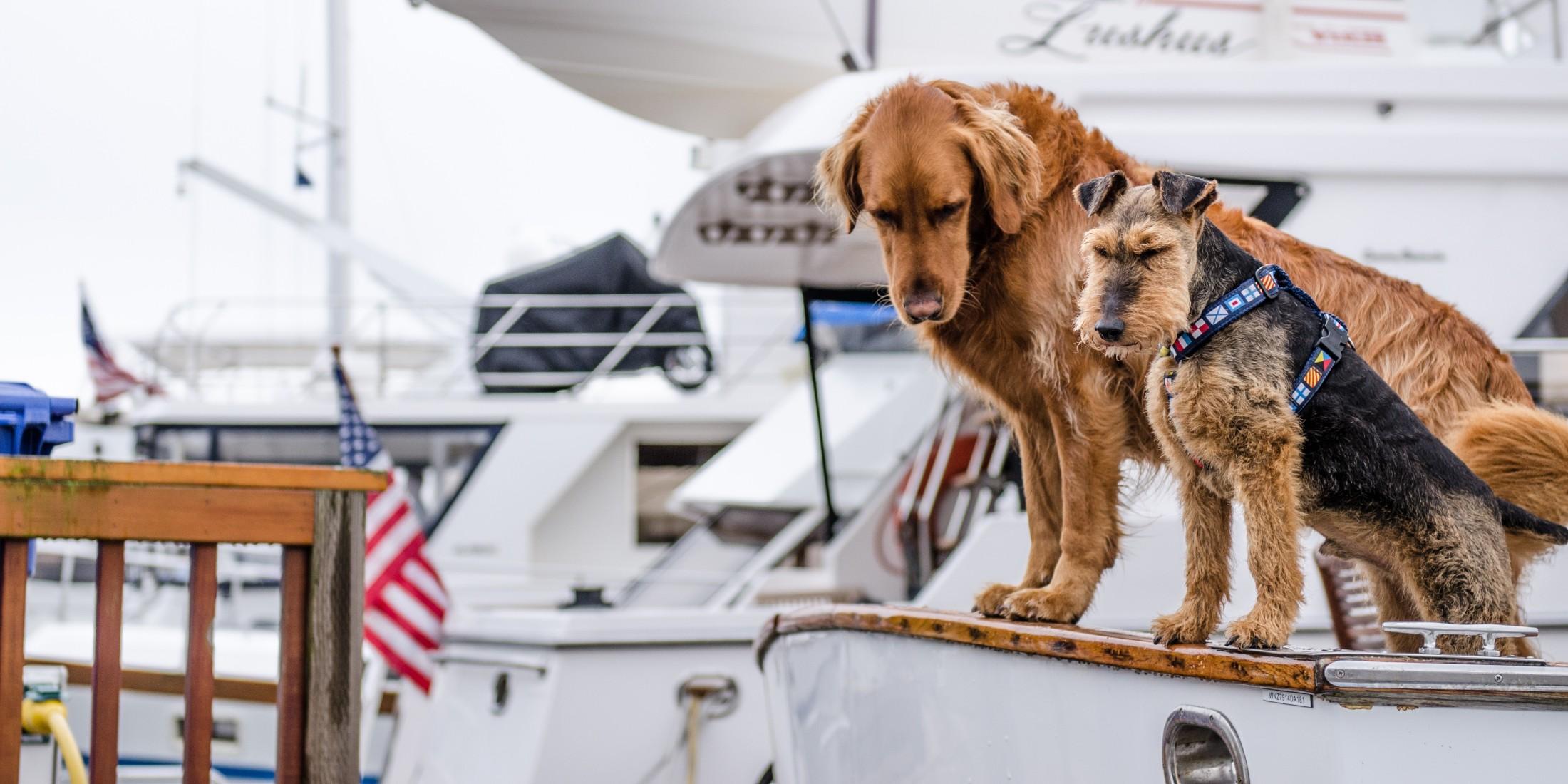 Who’s a Good Buoy? 7 Sailing Trips to Take with Fido