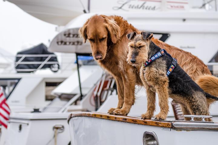 Who’s a Good "Buoy?" 7 Sailing Trips to Take With Fido