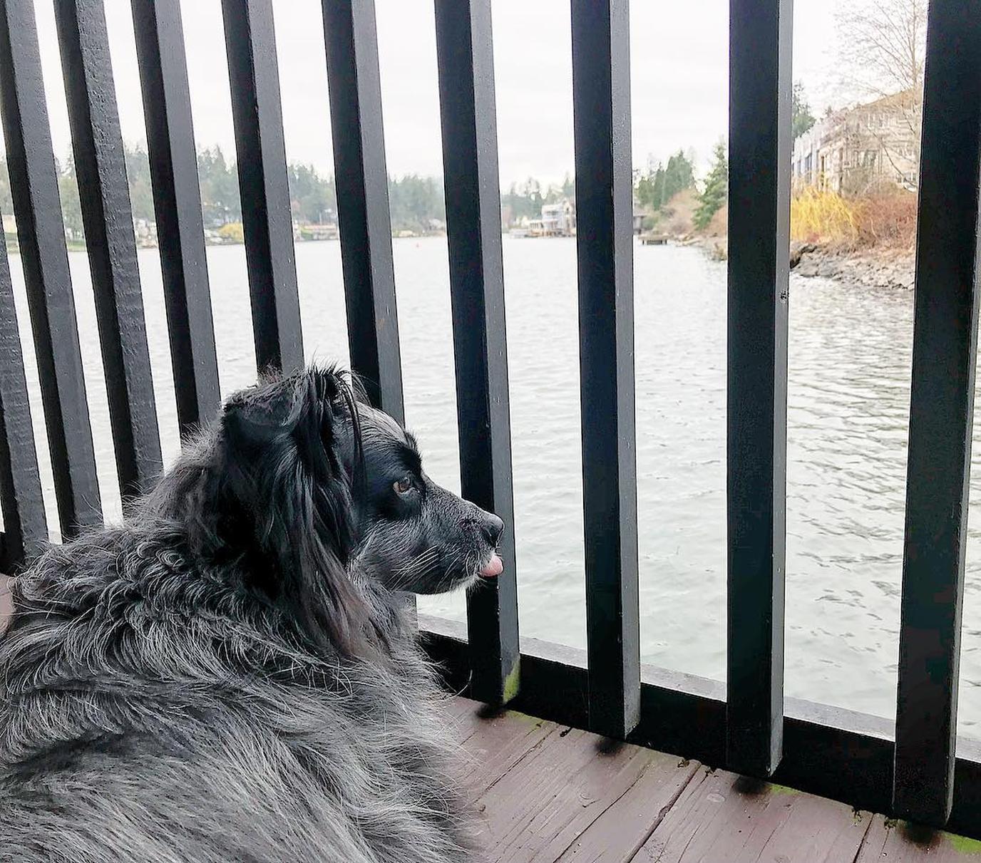 Lakeshore Inn on Lake Oswego is Dog Friendly Lake Oswego Vacation in Oregon