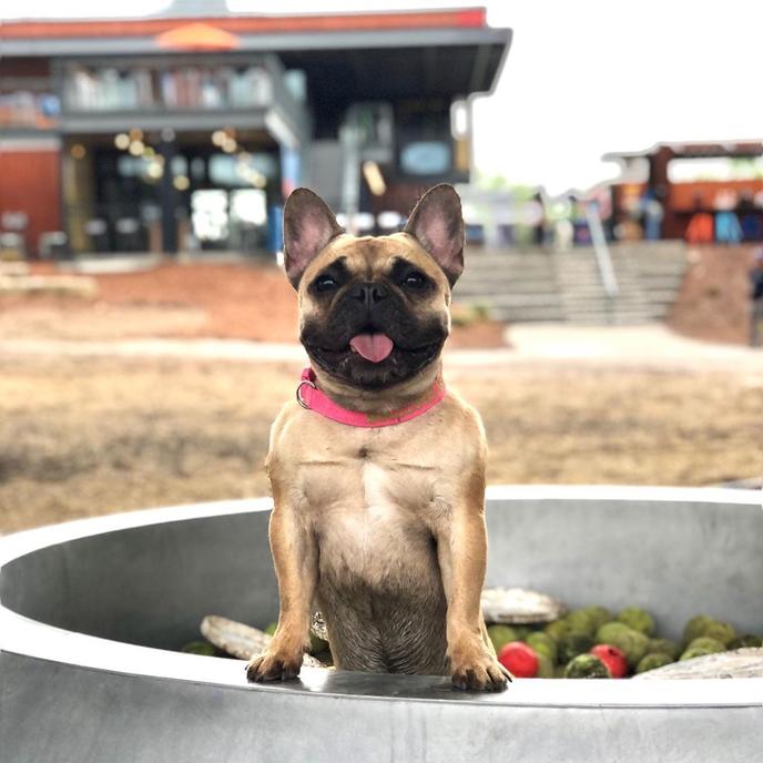 Kansas City Bark K Dog Bar has a Dog Menu, Grooming, and Dog Park Bark K Dog Bar in Kansas City is a restaurant with dog park