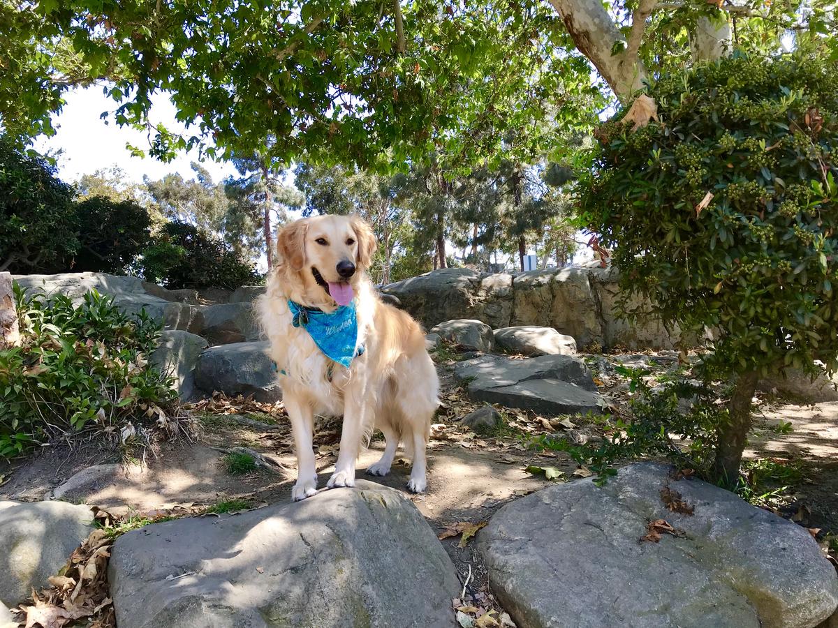 Dog Friendly Hiking Trails in Los Angeles CA BringFido