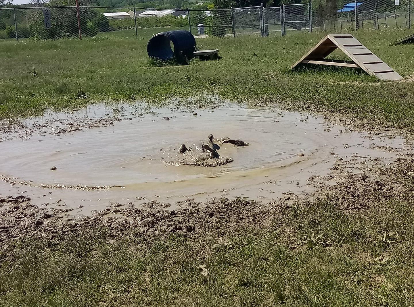 Alligator roll ⋆ BringFido