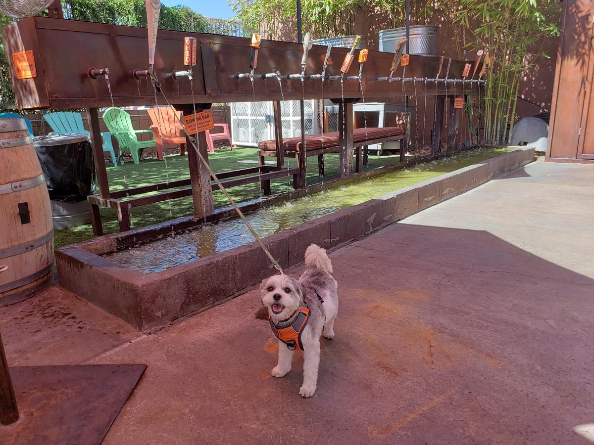 OHSO Brewery Paradise Valley restaurant view 9