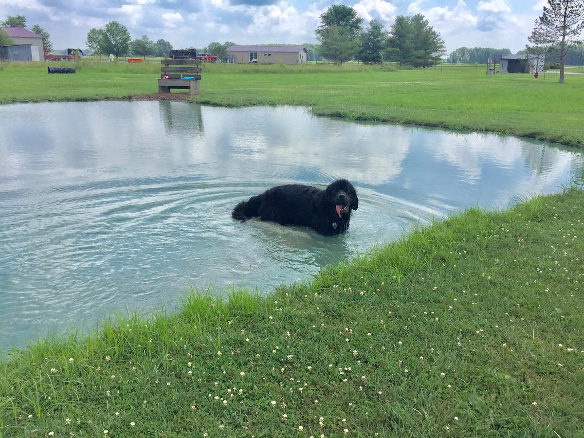 Tom harvey memorial dog hotsell park