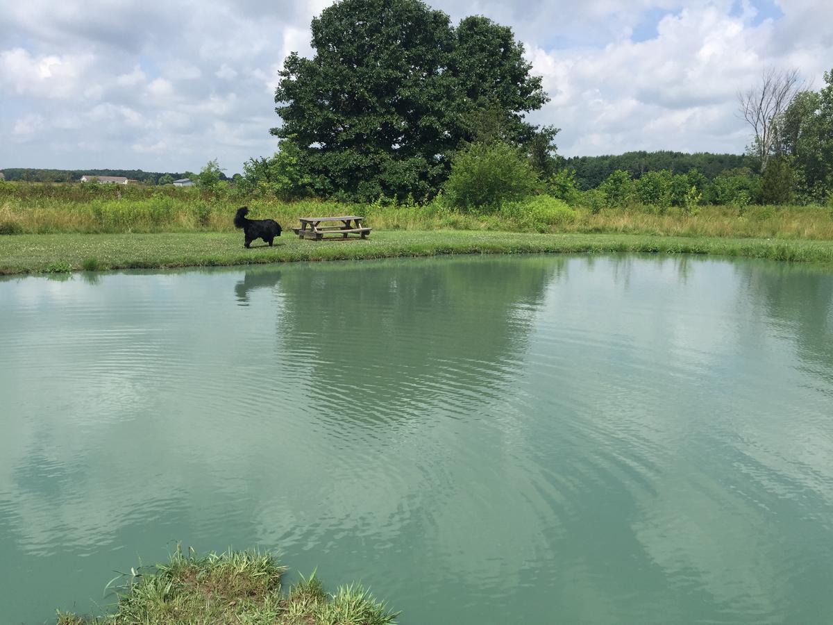 Tom harvey memorial deals dog park