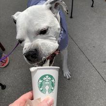 Starbucks restaurant view 1