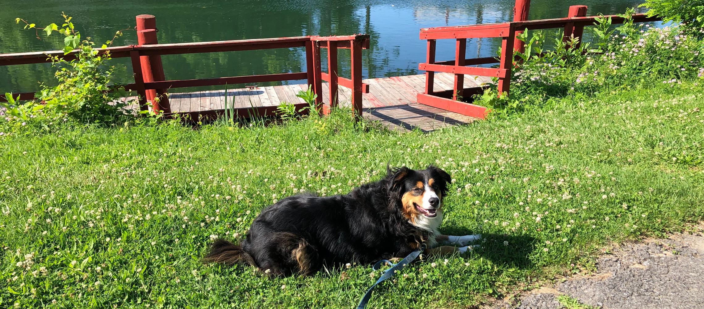 Dog Friendly Penn Yan, NY