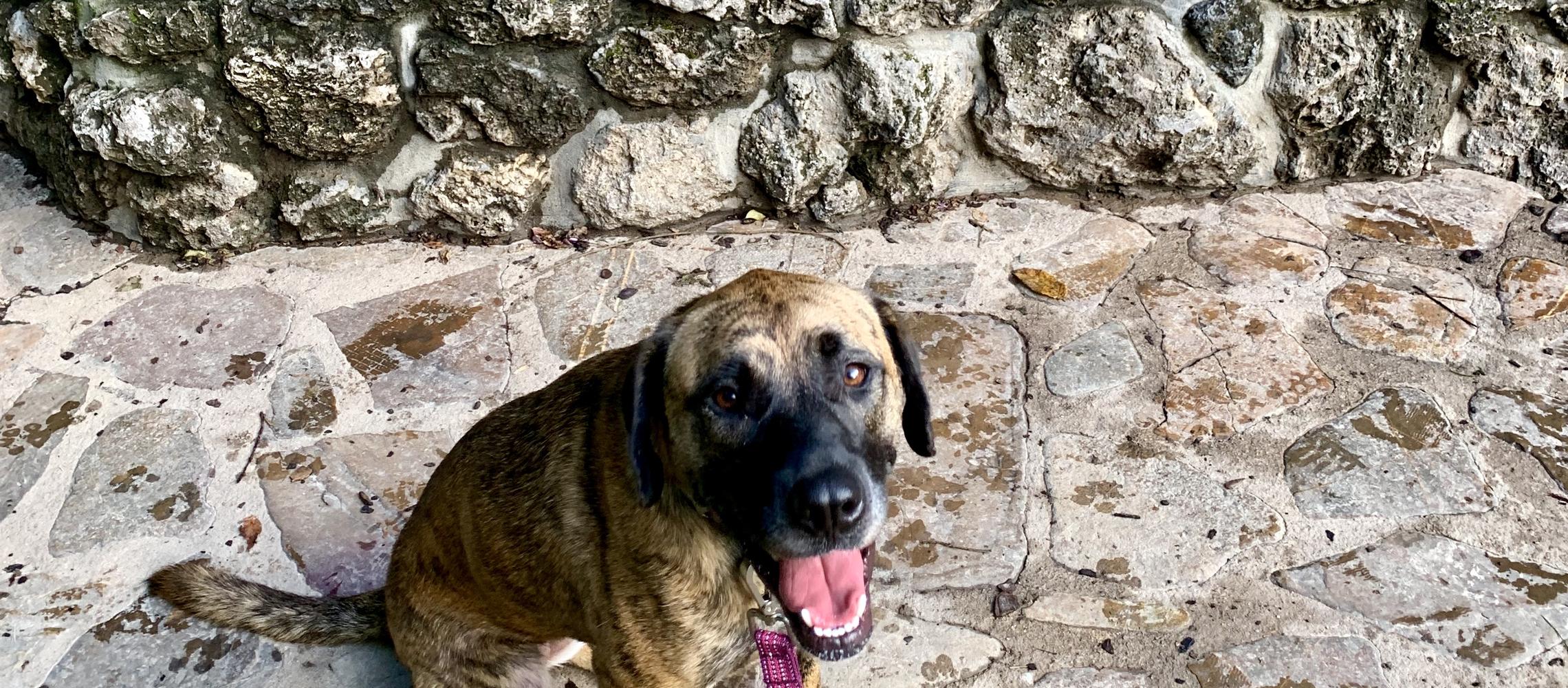 Dog Friendly Hot Springs National Park, AR