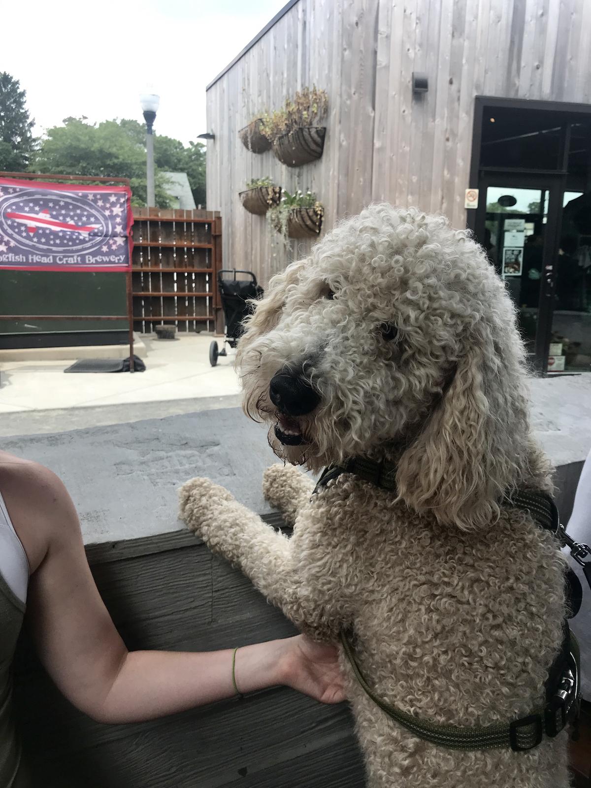 Dogfish Head Brewings & Eats restaurant view 17